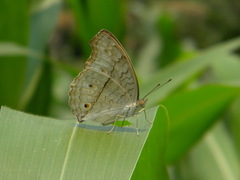 Junonia atlites