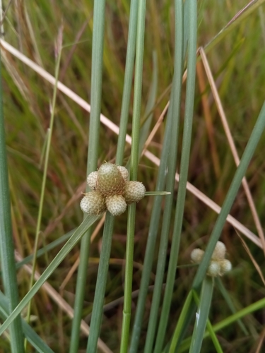 Lipocarpha chinensis image