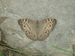 Junonia atlites