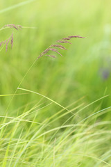 Calamagrostis angustifolia