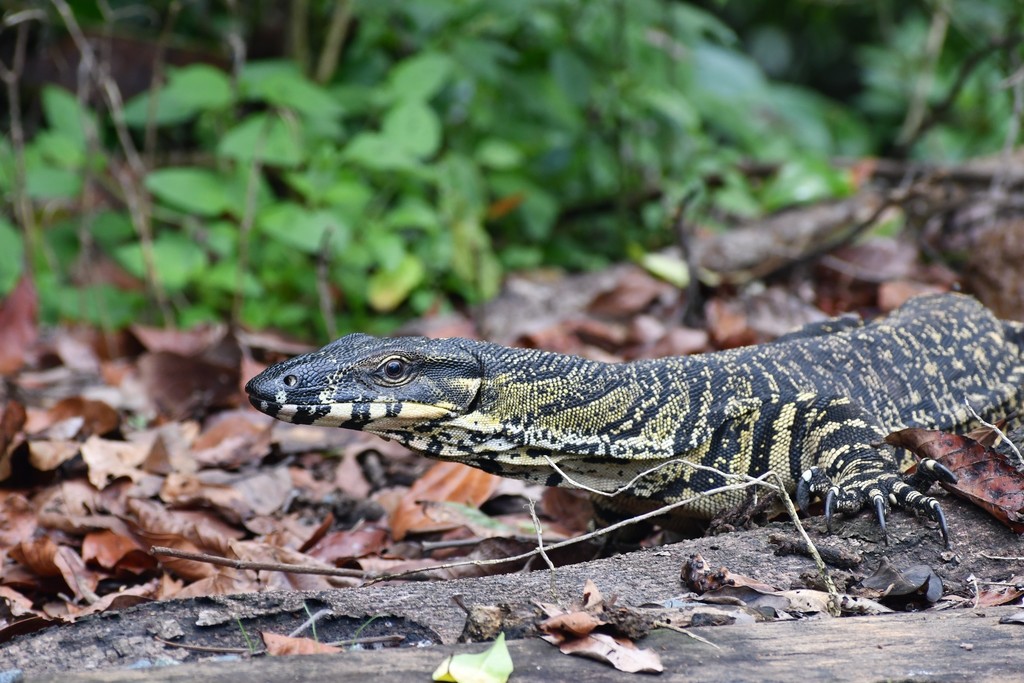 Lace Monitor from Whitsunday, AU-QL, AU on March 10, 2019 at 10:32 AM ...