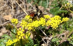 Lomatium hallii
