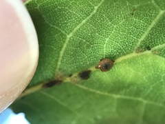 Callirhytis serricornis