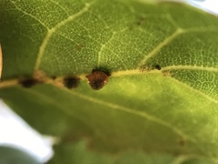 Callirhytis serricornis