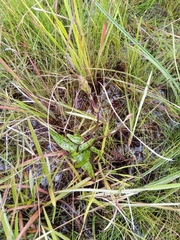 Cynorkis purpurea