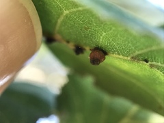 Callirhytis serricornis