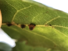 Callirhytis serricornis