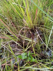 Cynorkis purpurea