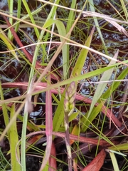 Cynorkis purpurea