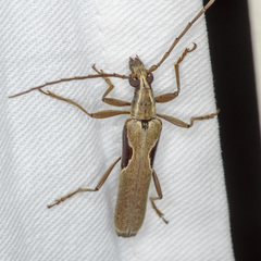 Uracanthus triangularis