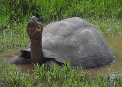 Chelonoidis niger donfaustoi