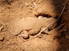 Taylor's Strange Agama photo 2