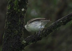 Camarhynchus parvulus