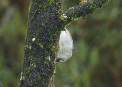 Camarhynchus parvulus