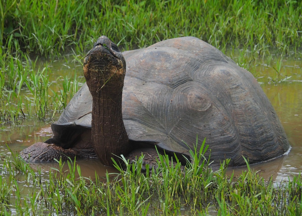 Eastern Santa Cruz Giant Tortoise