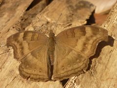 Junonia iphita
