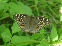 Junonia lemonias