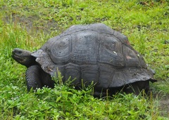 Chelonoidis niger donfaustoi
