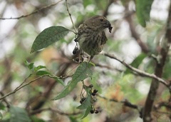 Platyspiza crassirostris