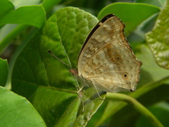 Junonia lemonias