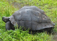 Chelonoidis niger donfaustoi