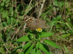 Junonia lemonias