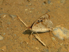 Junonia orithya