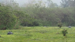 Chelonoidis niger donfaustoi