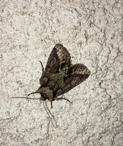 Allophyes oxyacanthae