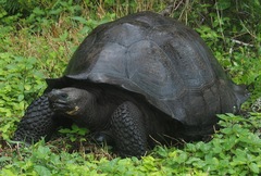 Chelonoidis niger donfaustoi