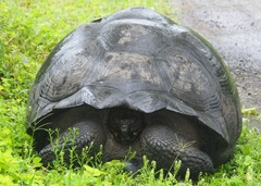 Chelonoidis niger donfaustoi