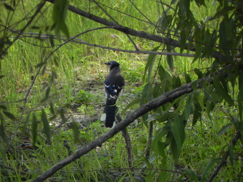 Cyanocitta cristata image