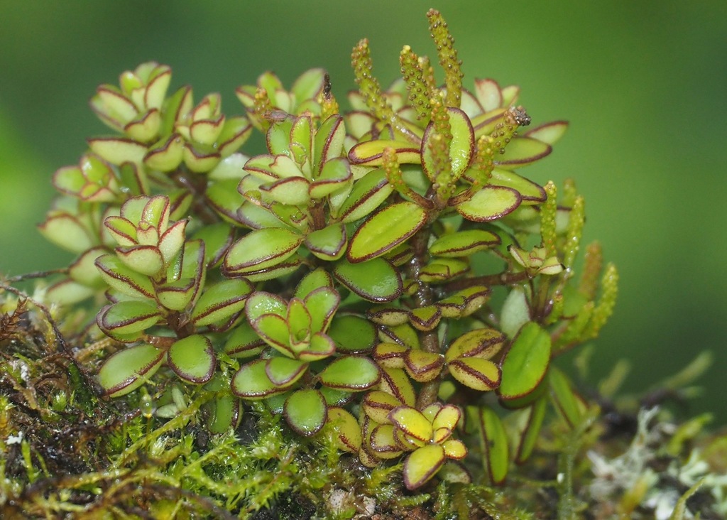 Peperomia galapagensis