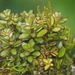 Peperomia galapagensis - Photo (c) John G. Phillips, μερικά δικαιώματα διατηρούνται (CC BY-NC), uploaded by John G. Phillips