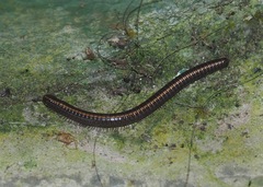 Nanostreptus geayi