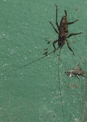 Nesoecia cooksonii
