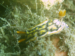 Hypselodoris jacksoni