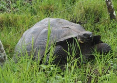 Chelonoidis niger donfaustoi