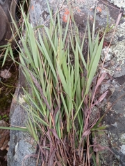 Andropogon itremoensis image