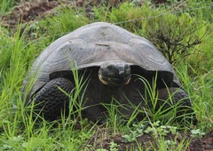 Chelonoidis niger donfaustoi