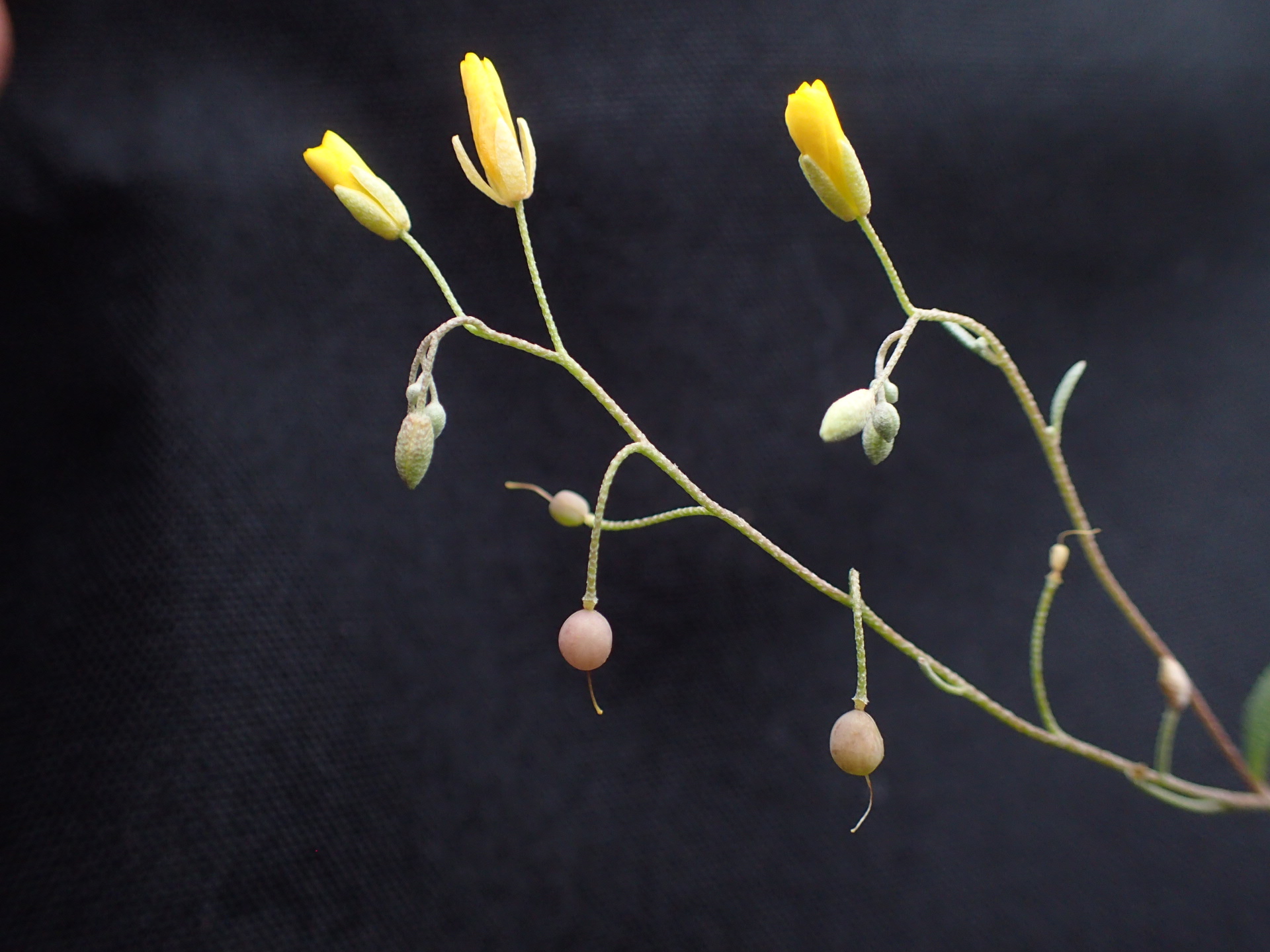 Physaria recurvata