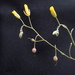 Physaria recurvata - Photo (c) Minnette Marr, algunos derechos reservados (CC BY-NC), subido por Minnette Marr