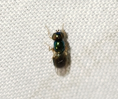 Microchrysa flaviventris
