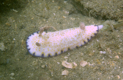 Goniobranchus aureopurpureus