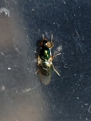 Microchrysa flaviventris