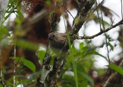 Platyspiza crassirostris