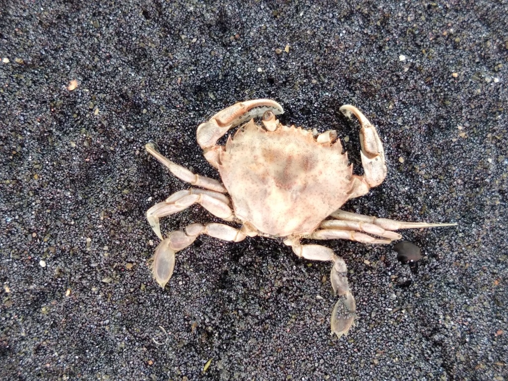 Ovalipes elongatus