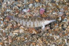 Parapercis lineopunctata