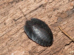 Laxta granicollis