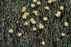 Blennosperma bakeri